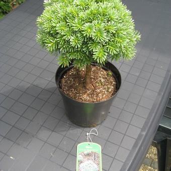 Abies koreana 'Blauer Eskimo'