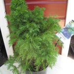 Cryptomeria japonica 'Monstrosa Nana' - 