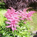 Astilbe 'YOUNIQUE Cerise' - 