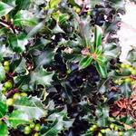 Ilex x meserveae 'Heckenfee' - 