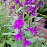 Lobelia x speciosa 'Hadspen Purple' - Lobelia x speciosa 'Hadspen Purple'