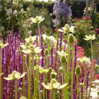 Anemone cylindrica