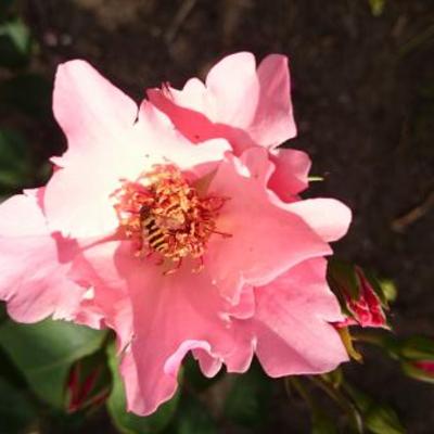 Rosa 'Dainty Bess' - 