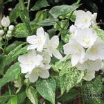 Philadelphus 'Innocence' - 