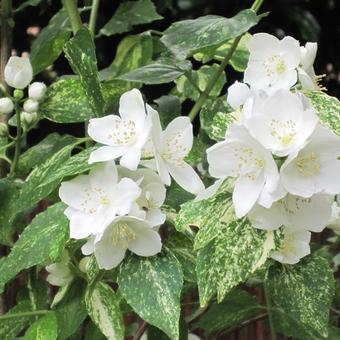 Philadelphus 'Innocence'