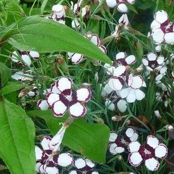 Dianthus 'Elizabethan'