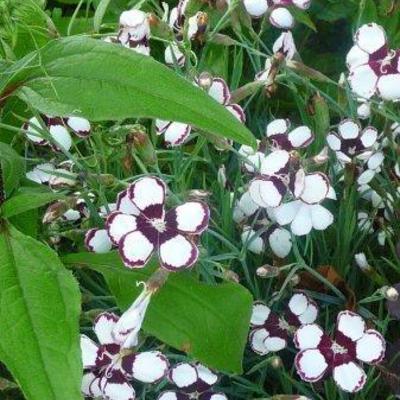 Dianthus 'Elizabethan' - 