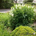 Galega officinalis 'Alba' - 