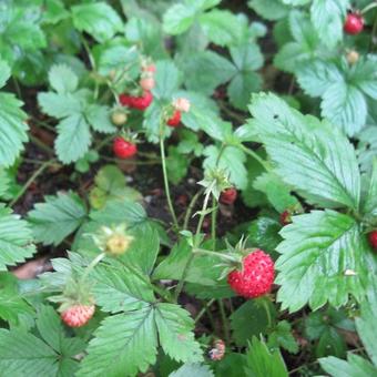 Fragaria vesca