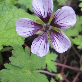 Geranium 'Salomé'