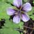 Geranium 'Salomé'