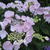 Hydrangea macrophylla ‘Mariesii Perfecta