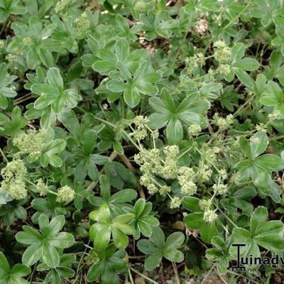 Alchemilla alpina - Alpen-Frauenmantel - Alchemilla alpina