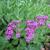 Silene armeria