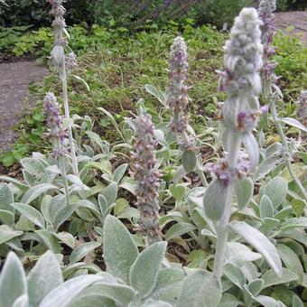 Stachys byzantina 'Big Ears'