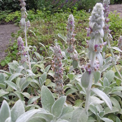 Stachys byzantina 'Big Ears' - 