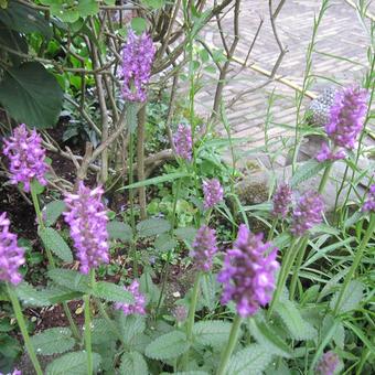 Stachys monieri 'Hummelo'