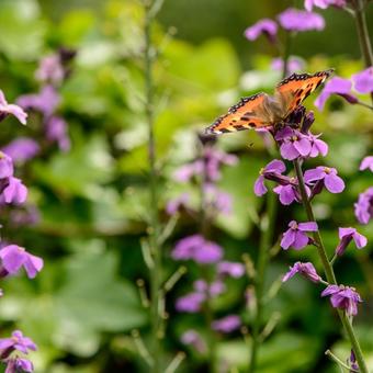 Erysimum 'Bowles Mauve'