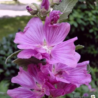 Lavatera x clementii 'Burgundy Wine' - Lavatera x clementii 'Burgundy Wine'