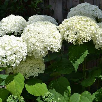 Hydrangea arborescens 'Annabelle'