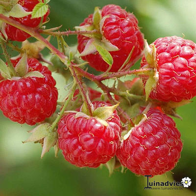 Rubus idaeus 'Autumn Bliss' - 