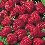 Rubus idaeus 'Malling Promise' - 