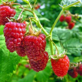 Rubus idaeus 'Glen Ample'