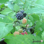 Rubus occidentalis - 