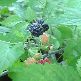 Rubus occidentalis