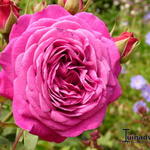 Rosa 'Heidi Klum Rose' - 