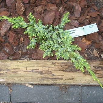 Juniperus squamata 'Holger'