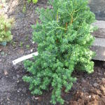 Chamaecyparis thyoides 'Rubicon' - 