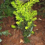 Taxus media ‘Hicksii’ - 