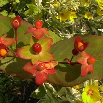 Hypericum