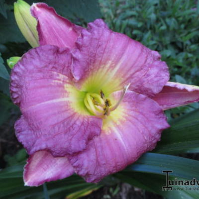 Hemerocallis 'Entrapment' - 