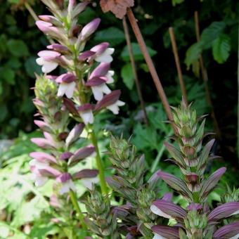 Acanthus 'Mornings Candle'