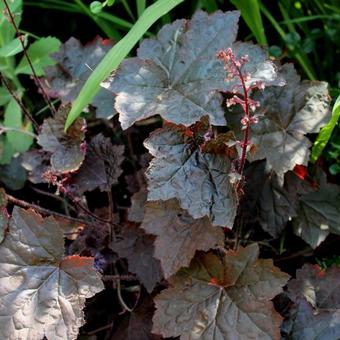 Heuchera 'Rachel'