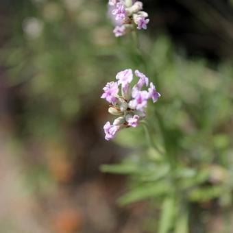 Lavandula angustifolia 'Rosea'