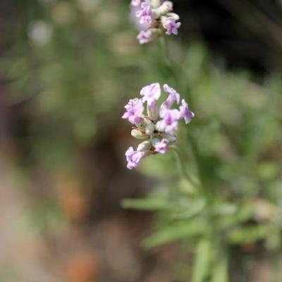 Lavandula angustifolia 'Rosea'