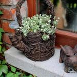 Sedum cyaneum - 