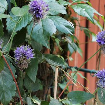 Clematis 'Multi Blue'