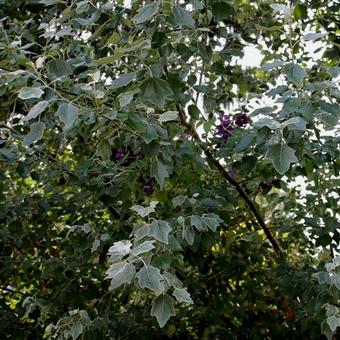 Populus alba