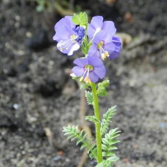 Polemonium caeruleum