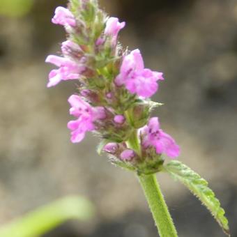 Stachys monieri 'Hummelo'