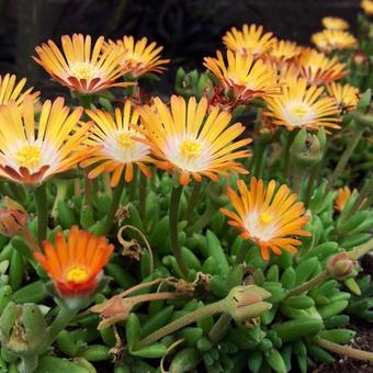 Delosperma cooperi 'JEWEL OF DESERT Topaz'