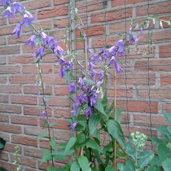 Campanula rapunculoides