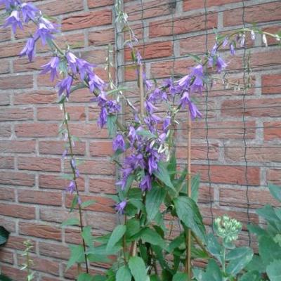 Campanula rapunculoides - Campanule fausse raiponce - Campanula rapunculoides