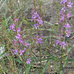 Lythrum virgatum 'Hélène' - 