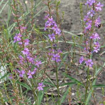 Lythrum virgatum 'Hélène'