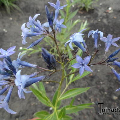 Amsonia orientalis - Amsonia orientalis